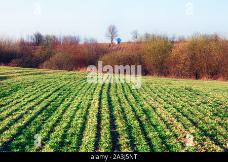 Grüne Zeilen der jungen Weizen auf mährischen Landwirtschaft Feld im Frühling. Kleine Kapelle auf Hintergrund. Der Tschechischen Republik Stockfoto