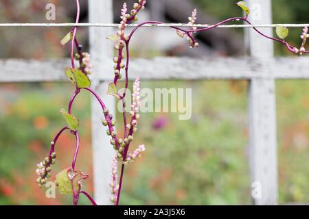 Basella alba 'Alba' Reben. Stockfoto