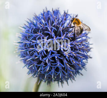 Hummel auf echinops oder Globe Thistle Stockfoto
