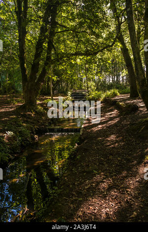 Ein kleiner Bach kaskadierend durch Tehidy Country Park, das größte Waldgebiet im Westen von Cornwall. Stockfoto