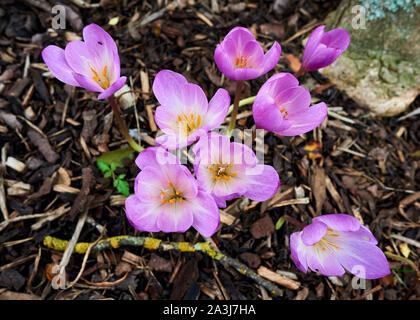 Vivid pink Herbst Crocus Blumen aus dem Boden auf einen Herbst sonniger Tag. Stockfoto