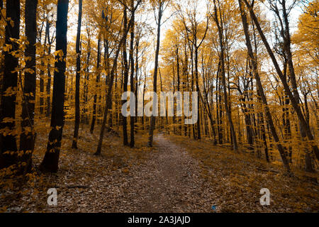 Pfad im Wald im Herbst Stockfoto