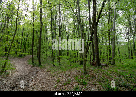 Weg im Wald Stockfoto