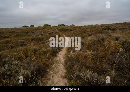 Lebensraum Der rot-seitig Gartersnake (Thamnophis sirtalis Parietalis) von Yuma County, Colorado, USA. Stockfoto