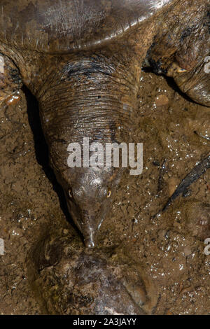 Midland Smooth Softshell (Apalone mutica mutica) von Otero County, Colorado, USA. Stockfoto