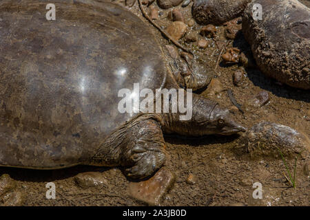 Midland Smooth Softshell (Apalone mutica mutica) von Otero County, Colorado, USA. Stockfoto