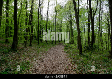 Weg im Wald Stockfoto