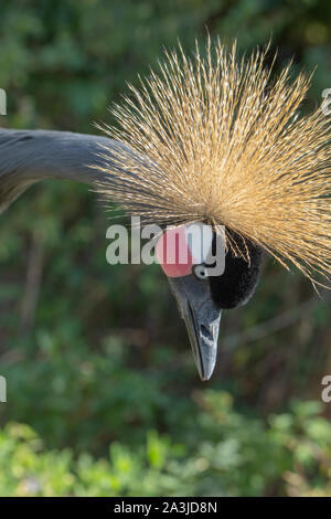 Schwarz, Schwarz-necked oder Westafrikanischen gekrönt Kran (Balearica pavonina s.). Erwachsene männliche, stehend, mit ausgestrecktem Hals und Kopf erreichen. Stockfoto