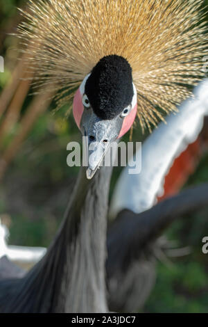 Schwarz gekrönt Kran (Balearica pavonina). Protestierung an den Ansatz eines wahrgenommenen Predator. Stockfoto