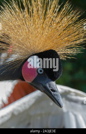 Schwarz gekrönt Kran (Balearica pavonina). White over red Wange Patches identifizieren diese Arten von der süd- und ostafrikanischen (B. regulorum). Stockfoto