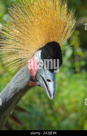 Schwarz; Schwarz-NECKED; WESTAFRIKA; gekrönt; Kran, (Balearica pavonina). Close up Portrait zeigt eine Brise geblasen Crest. Stockfoto