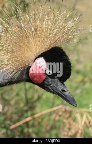 Schwarz, West Afrika, gekrönt Kran (Balearica pavonina). Close Up. White over red Wange Patches identifizieren diese aus der Grauen gekrönt Kran B. regulorum Stockfoto