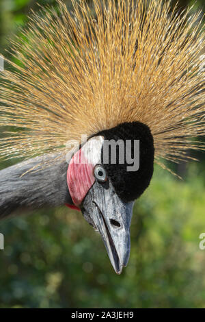 Schwarz, West Afrika, gekrönt Kran (Balearica pavonina). Nahaufnahme des Kopfes, des Gesichts zeigen Details. Weiß über rote Flecken auf der Haut, in dem aufgezeigt wird. Stockfoto