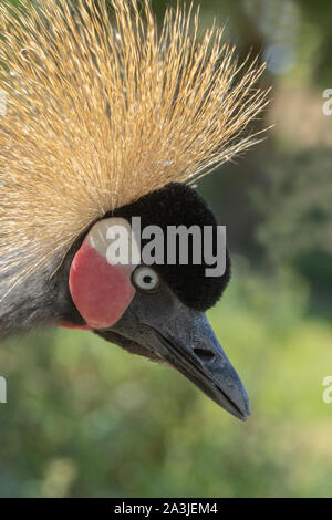 Schwarz, Schwarz-necked oder Westafrikanischen gekrönt Kran (Balearica pavonina s.). Erwachsene männliche, die Gesichtszüge detail. Krone oder Crest, Bill oder Schnabel. Stockfoto