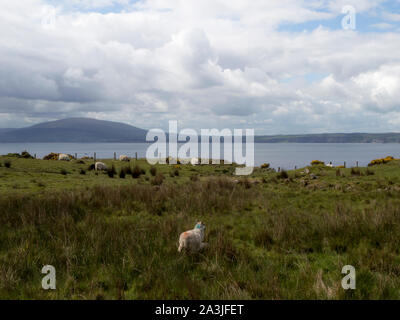 Schafe auf rathlin Island, im Norden Irlands Küste im Hintergrund Stockfoto