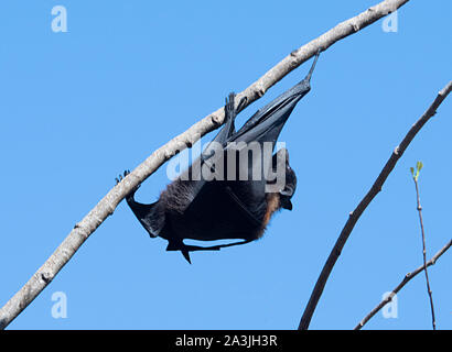 Eine schwarze Flying Fox (Pteropus alecto), Ravenswood, Queensland, Queensland, Australien Stockfoto