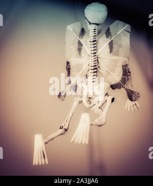 Eine Ansicht der Rückseite ein seltsames kleines Lange spined Skelton Ornament mit Flügeln in sepia Ton Stockfoto