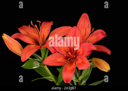 Einen schönen Blumenstrauß des Asiatischen orange Lilien auf schwarzem Hintergrund. Stockfoto