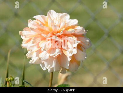 Pfirsichfarbene Dahlie Blume im Garten mit Maschendrahtzaun Hintergrund Stockfoto