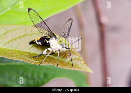 Schöner Schmetterling im Garten. Sie sind immer schön in den Tag Zeit. Stockfoto