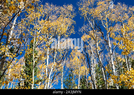 Überdachung der goldene Herbst Aspen Bäume Kontrast zu einem klaren, blauen Himmel Hintergrund in bunten Colorado Herbst Landschaften Szene Stockfoto