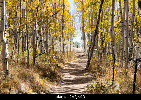 Schmutz Wanderweg schlängelt sich durch einen goldenen Herbst Wald Aspen in Colorado Rocky Mountains auf einem hellen, sonnigen Herbst Tag Stockfoto