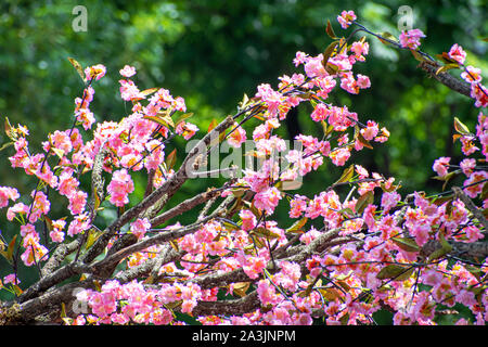 Frühling Kirschblüten rosa Blüten. Stockfoto