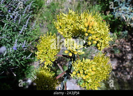 Tequila agave Blüht Auf den 18 Fuß Stiel von oben, aus dem Botanischen Garten in New Mexico Stockfoto