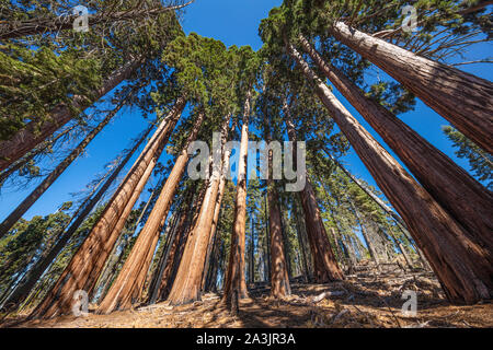 Low Angle View von "Die ZUCKERDOSE "Grove, die größte Konzentration von Sequoia Bäumen der Welt. Es ist auf Redwood Creek im Kings Canyon Natio entfernt Stockfoto