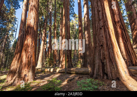 Ein Blick auf die Sequoia Tree Forest im Redwood Creek in Kings Canyon National Park, Kalifornien. Diesem Hain "ZUCKERDOSE" enthält die größte c Stockfoto