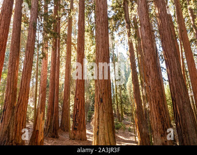 Ein Blick auf die Sequoia Tree Forest im Redwood Creek in Kings Canyon National Park, Kalifornien. Diesem Hain "ZUCKERDOSE" enthält die größte c Stockfoto