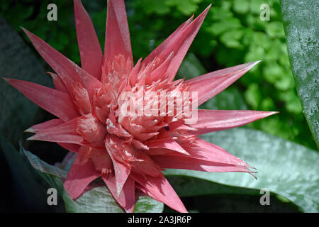 Rosa Bromelie nach kurzer New Mexico Regen im Botanischen Garten Stockfoto