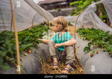 Erdbeere Plantage in Bali im Bedugul. Happy cute kid Boy pflücken und essen Erdbeeren auf Bio Bio Berry Farm im Sommer, an warmen Stockfoto