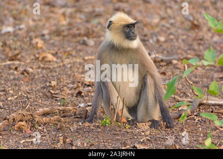 Ein graues Langur Entspannen im Wald in Nagarhole Nationalpark in Indien Stockfoto