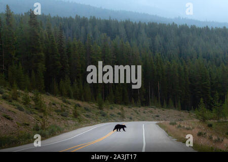 Black Bear Crossing Road im Banff National Park Stockfoto