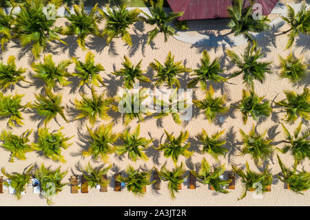 Oben Ansicht der gepflanzten Palme Zeilen am Strand sand Stockfoto