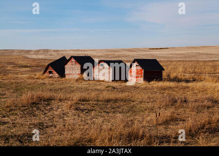 Abgebrochene Korn bins auf Ackerland in Saskatchewan, Kanada Stockfoto