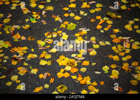 Birkenblätter auf nassem Asphalt - Herbst Tageslicht Hintergrund mit selektiver Schärfe und Unschärfe Stockfoto