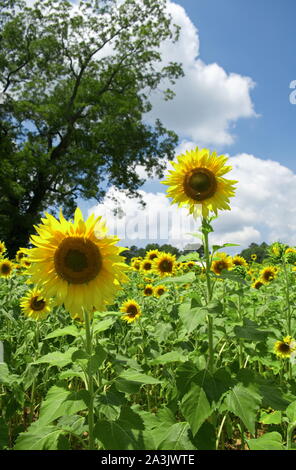 Zwei Sonnenblumen im Feld Stockfoto