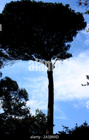 Oporto, Portugal - hohen Baum in der serralves Park Stockfoto