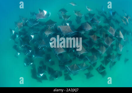 Unterwasser Blick auf eine große Schule von Mobula Rochen, mobula munkiana, im flachen Wasser, Meer von Cortes, Baja California, Mexiko. Stockfoto