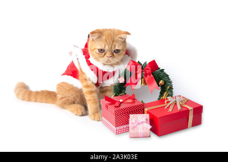 Kleine Katze das Tragen der roten santa claus Suit mit geschenkboxen auf weißem Hintergrund. Stockfoto