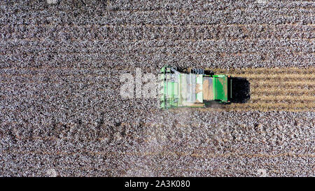 Von oben nach unten Luftbild eines großen Baumwollpflücker Ernte ein Feld. Stockfoto