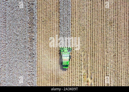 Von oben nach unten Luftbild eines großen Baumwollpflücker Ernte ein Feld. Stockfoto