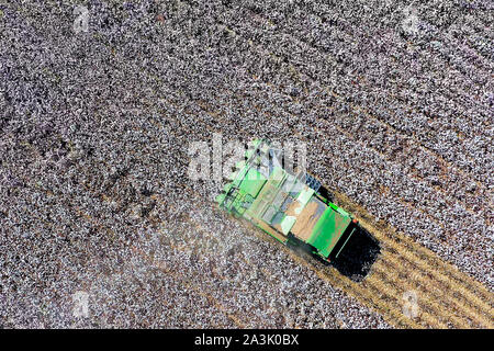 Von oben nach unten Luftbild eines großen Baumwollpflücker Ernte ein Feld. Stockfoto