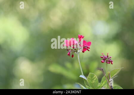 Jatropha Partner Jacq, die leuchtend roten Blüten im Park. Nahaufnahme Natur rosa Blume auf Sonnenlicht mit Kopie Raum mittels als Hintergrund Konzept. Stockfoto