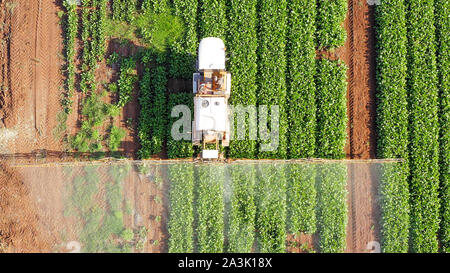 Pestizid Feldspritze Traktor auf einem Zuckerrüben Feld, Top-down-Antenne Stockfoto