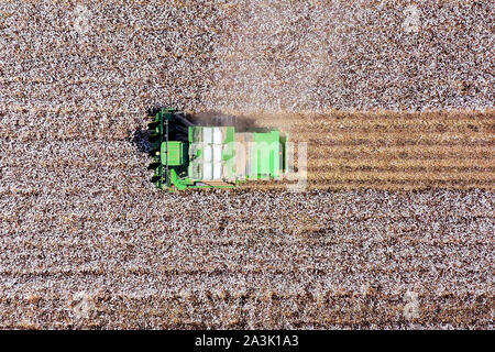 Von oben nach unten Luftbild eines großen Baumwollpflücker Ernte ein Feld. Stockfoto