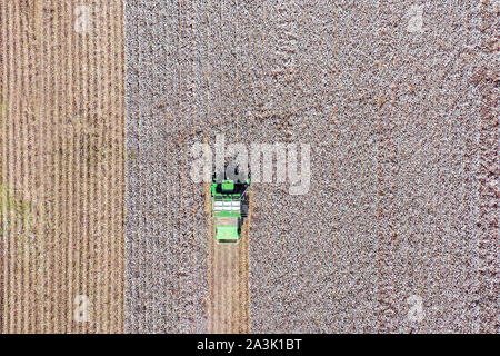 Von oben nach unten Luftbild eines großen Baumwollpflücker Ernte ein Feld. Stockfoto