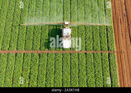 Pestizid Feldspritze Traktor auf einem Zuckerrüben Feld, Top-down-Antenne Stockfoto